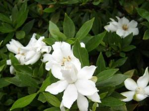小叶栀子花小苗 - 小叶栀子花小苗