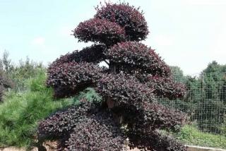 浏阳园林苗木种植基地在哪里啊