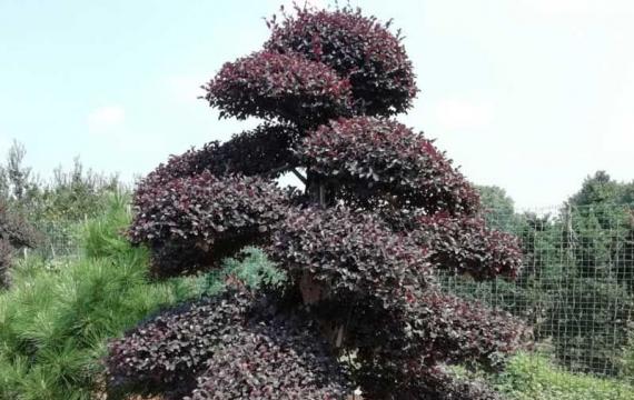 浏阳园林苗木种植基地在哪里啊