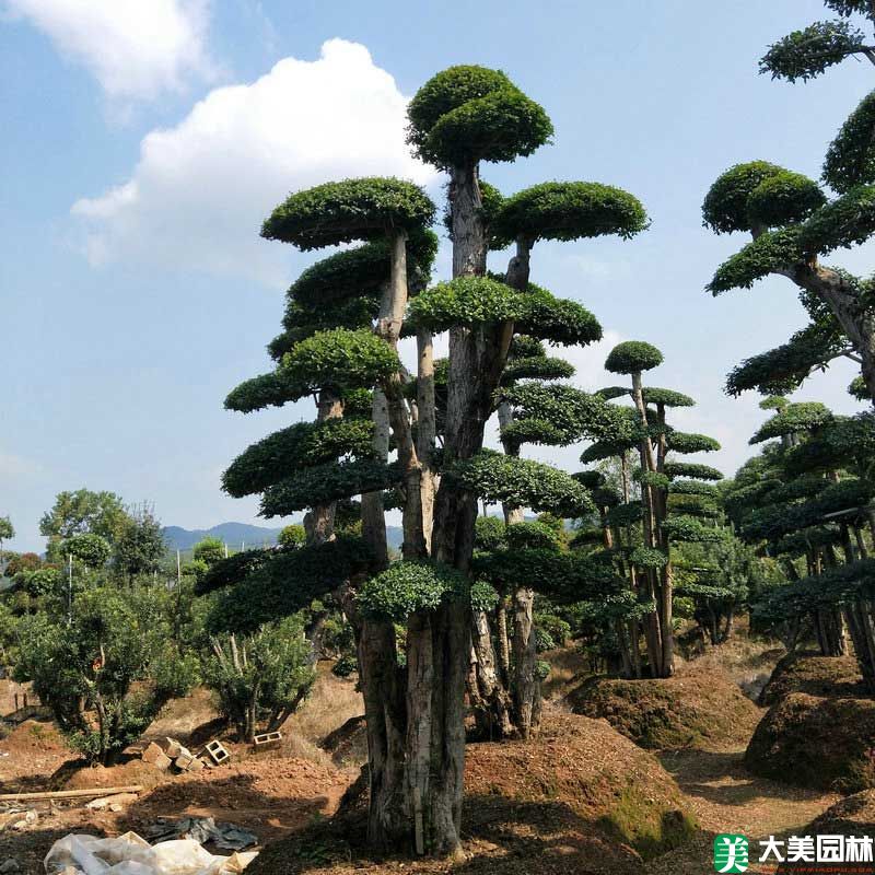 造型榆树
