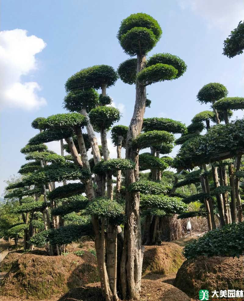造型榆树