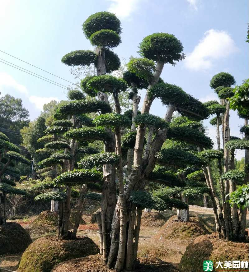 造型榆树