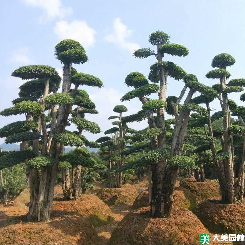 造型榆树