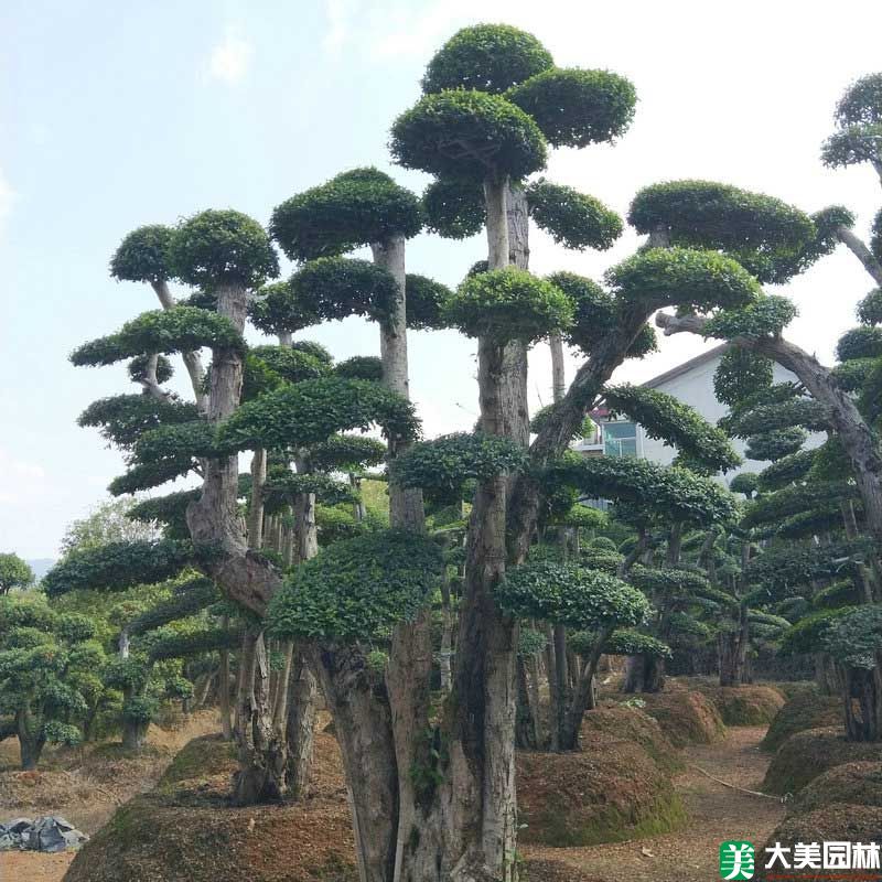 造型榆树