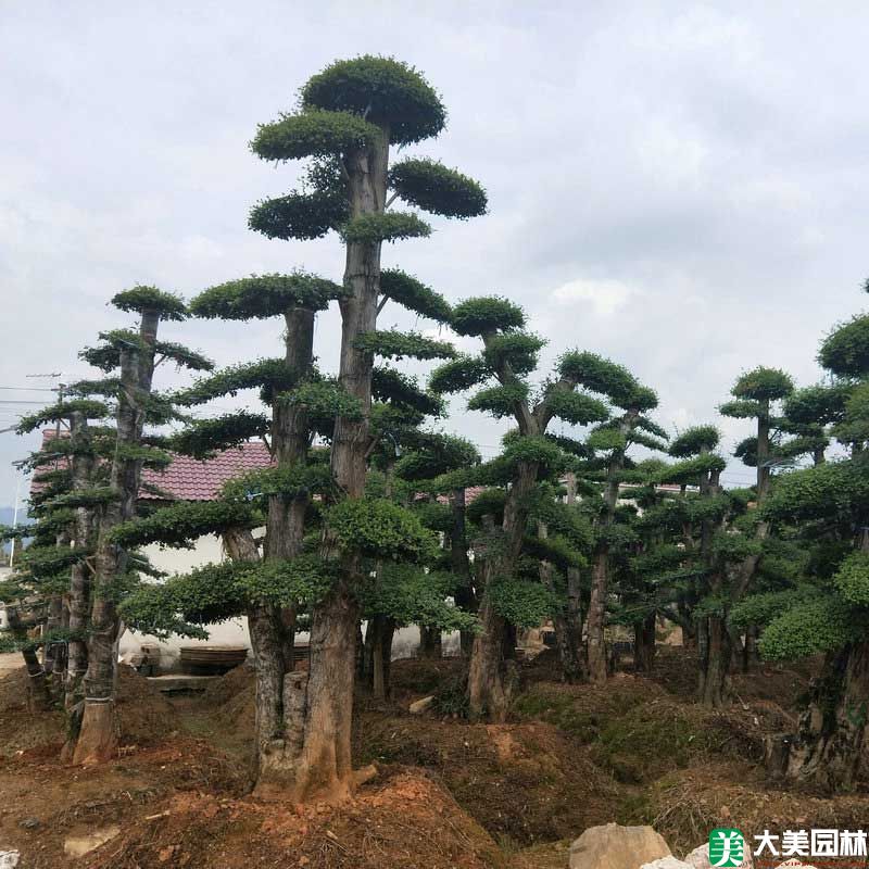 造型榆树