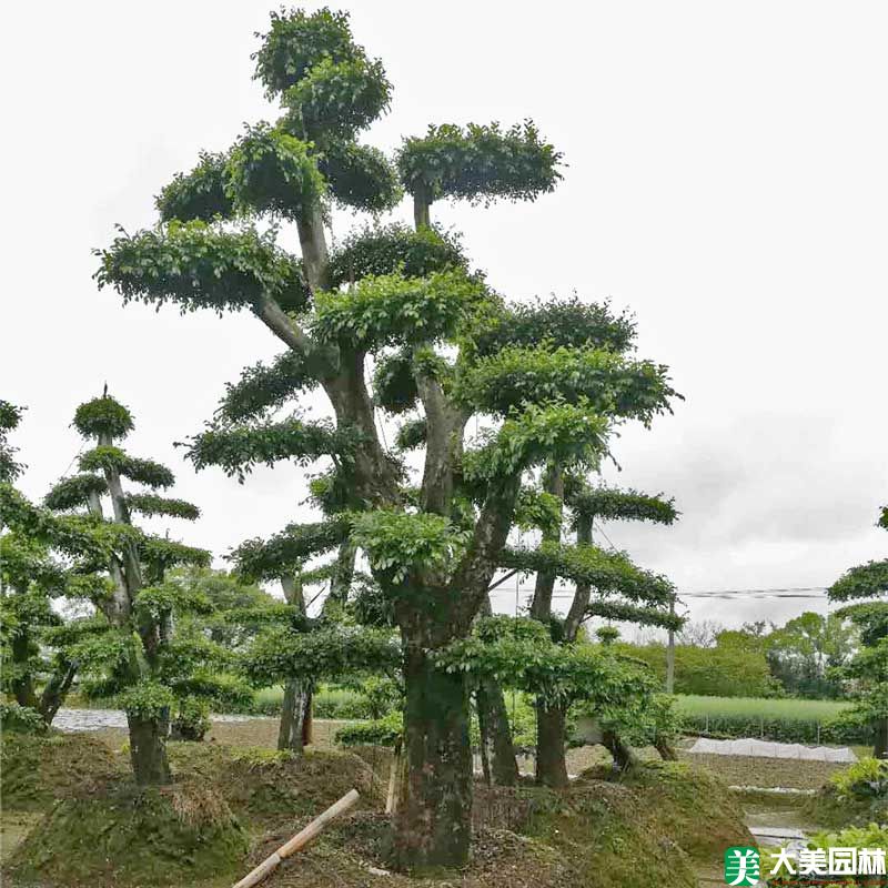 造型榆树