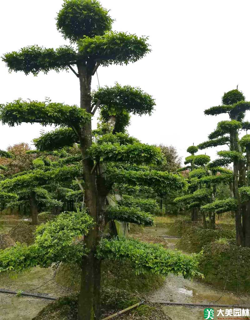 造型榆树