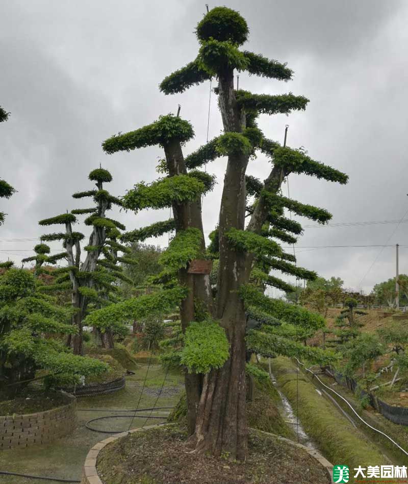 造型榆树
