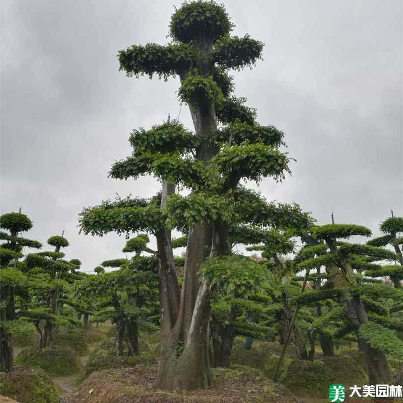 造型榆树