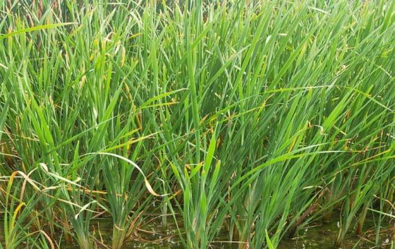 购买菖蒲苗木，请选择全国苗木集中产区，真正的价格低廉