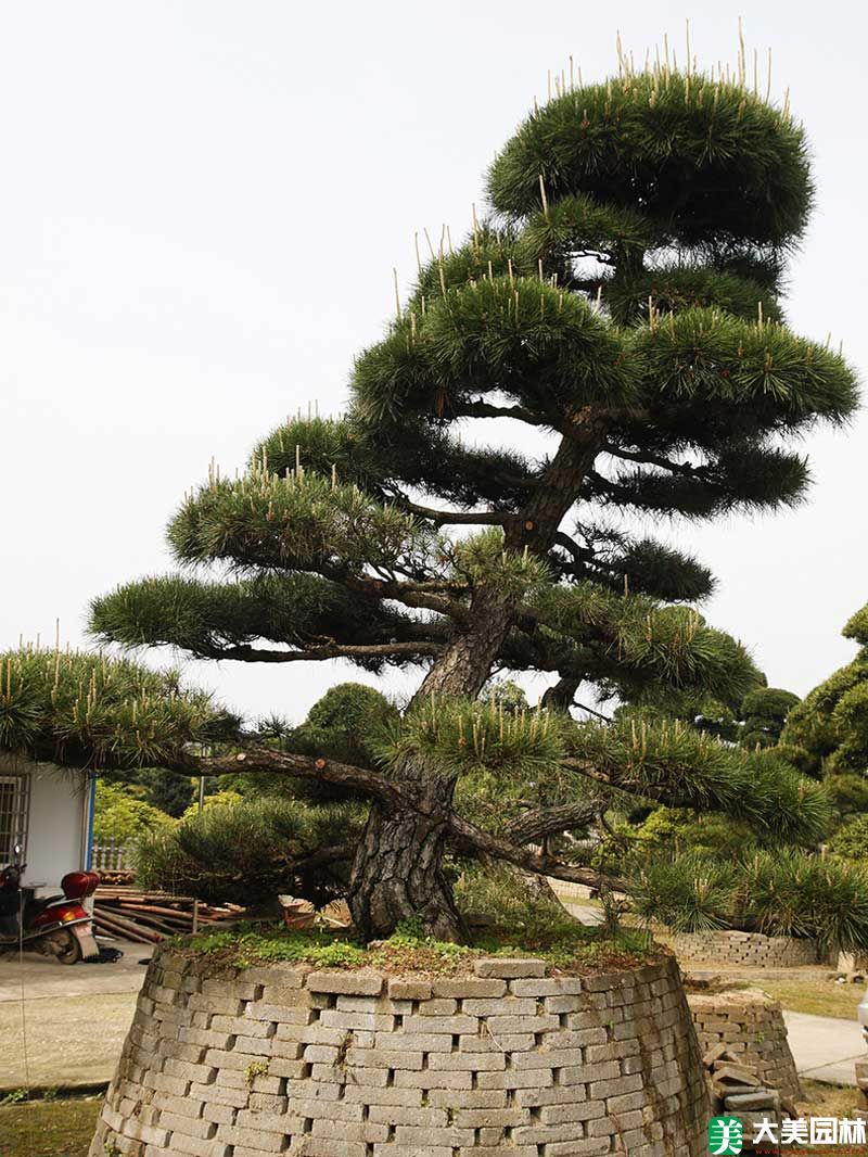 造型黑松