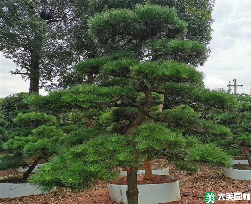 造型黑松