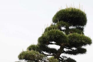 造型黑松