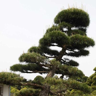 造型黑松