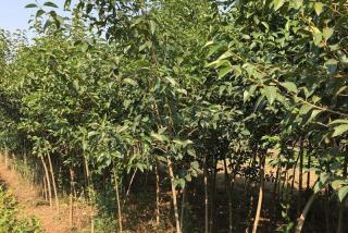 3公分大叶女贞价格是多少