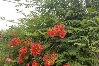 凌霄花6公分的价格是多少