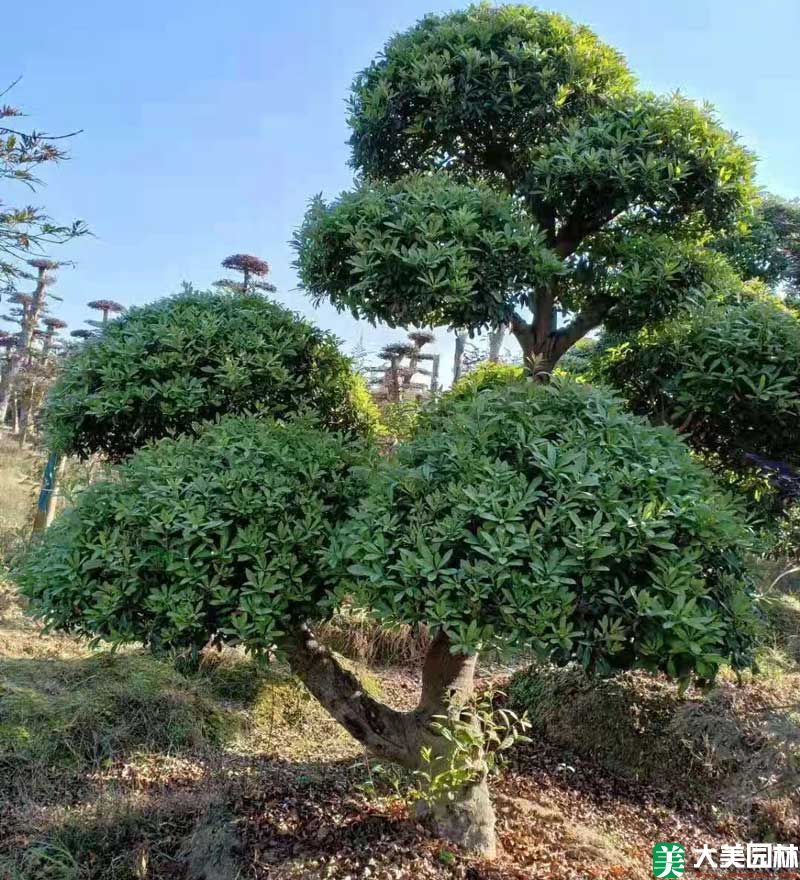 造型杨梅树