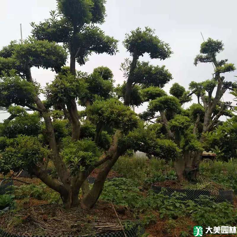造型杨梅树