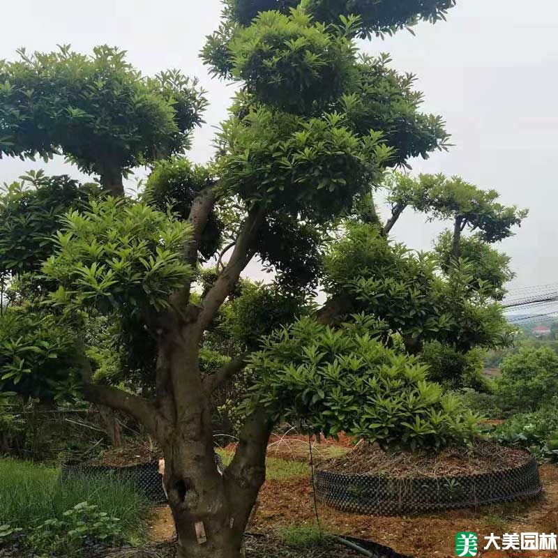造型杨梅树