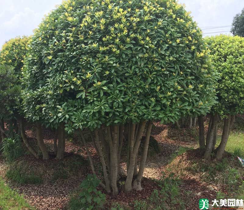 造型杨梅树