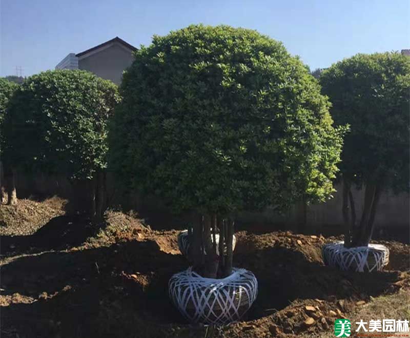 造型杨梅树