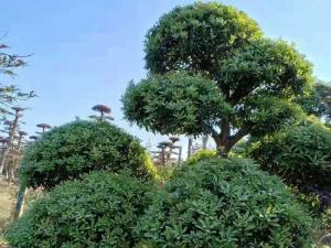 造型杨梅树 - 造型杨梅树