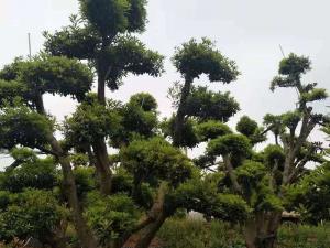 造型杨梅树 - 造型杨梅树