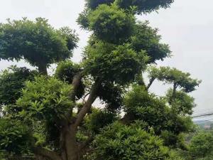 造型杨梅树 - 造型杨梅树