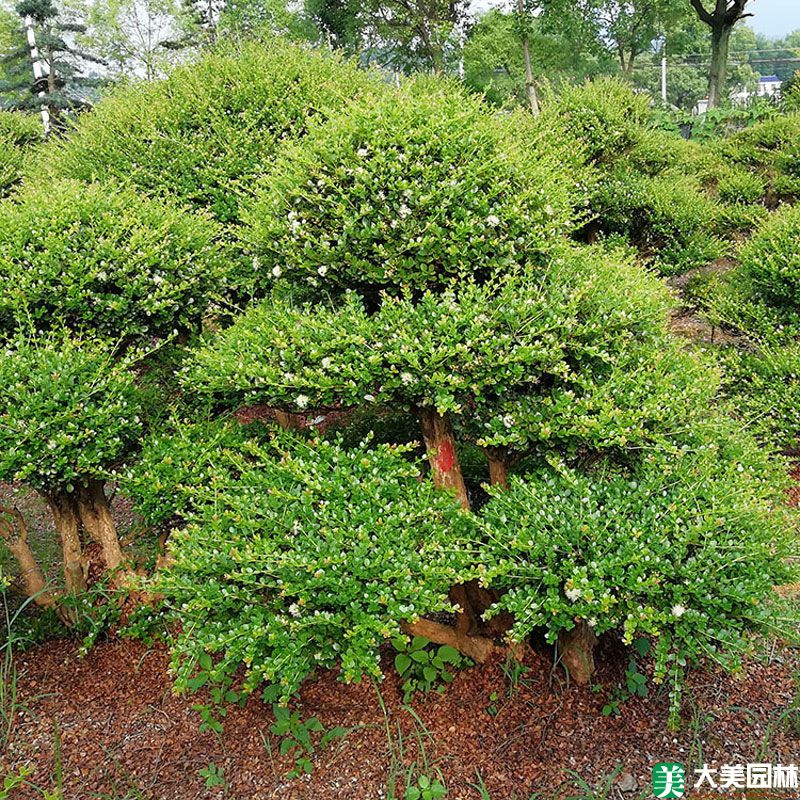 造型瓜子黄杨