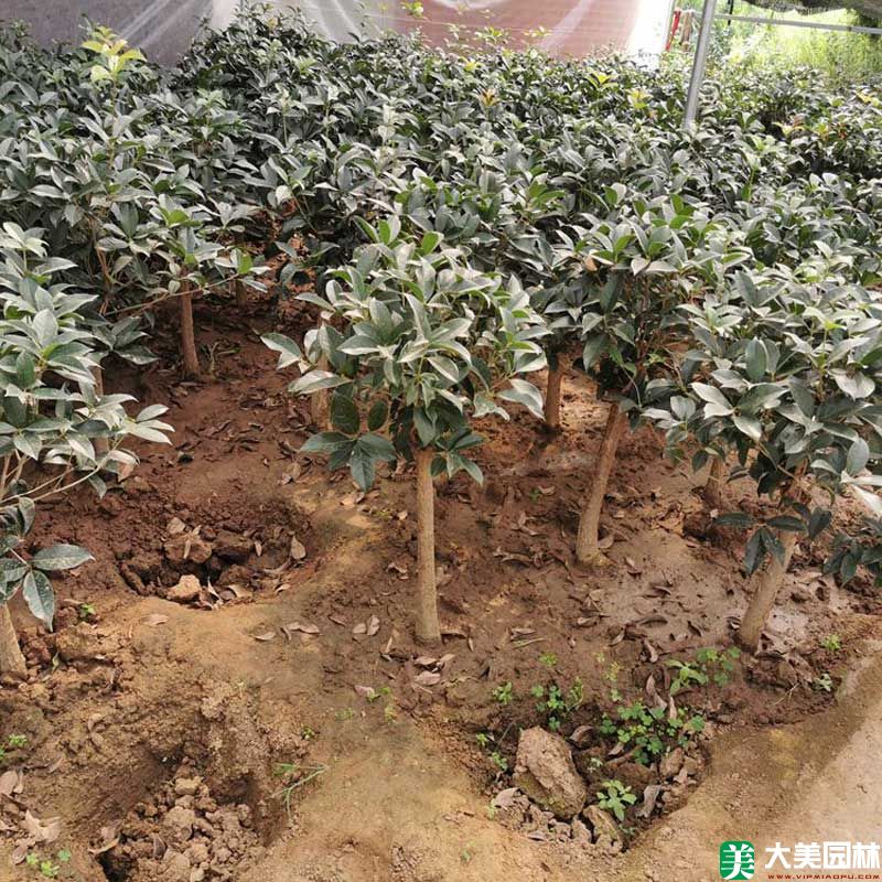 桂花树