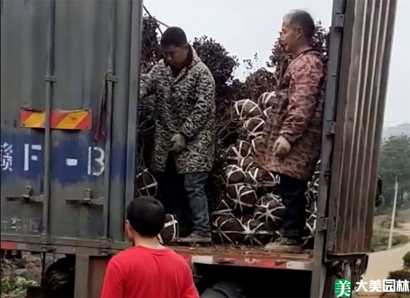 苗木发货实拍