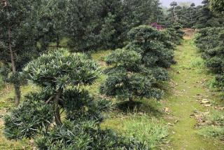 春季苗圃管理不能停，这些管理都需做到位