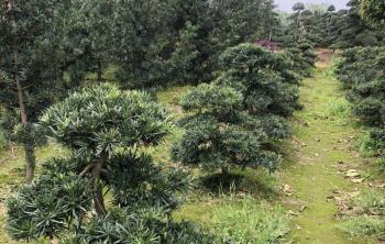 春季苗圃管理不能停，这些管理都需做到位