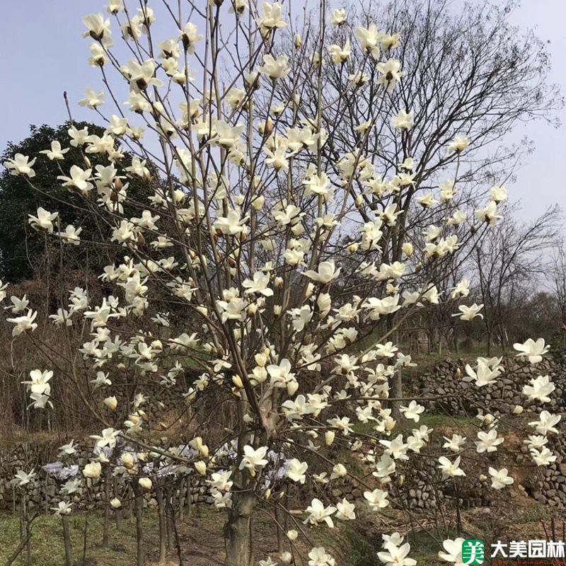 白玉兰