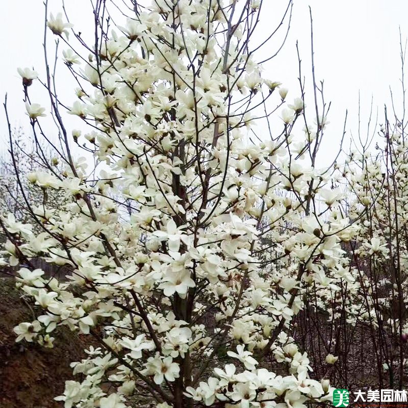 白玉兰