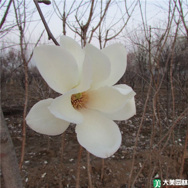 白玉兰