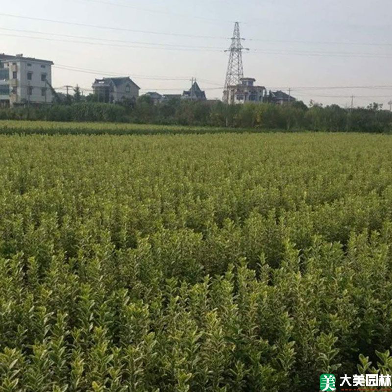 金边黄杨