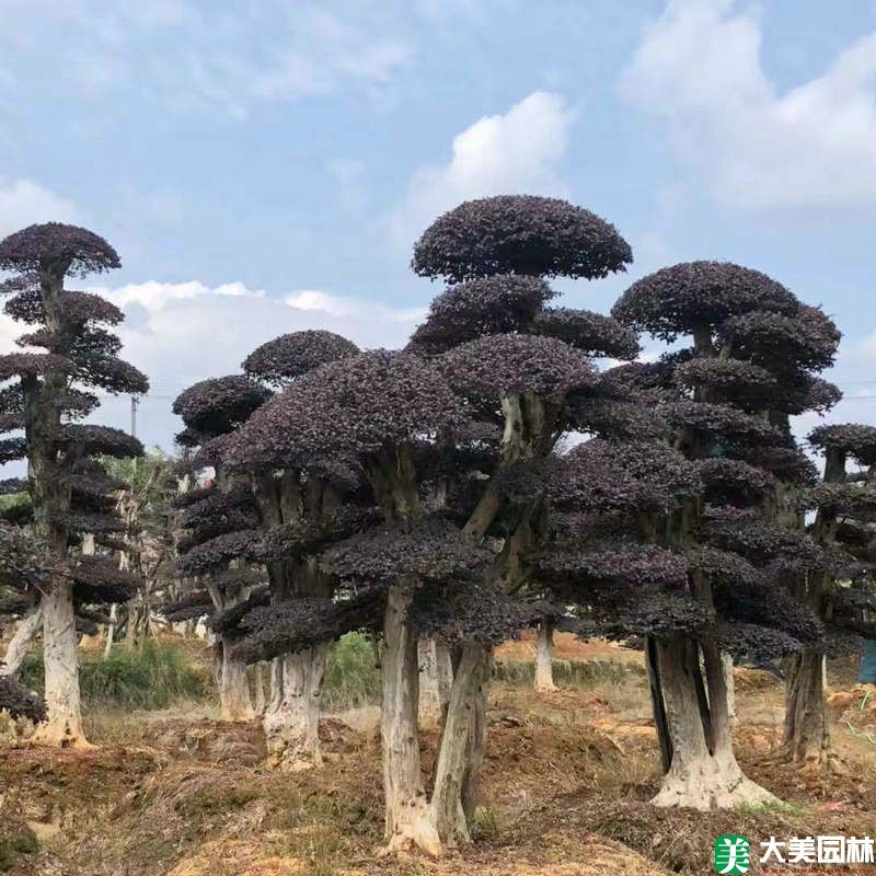 红花檵木