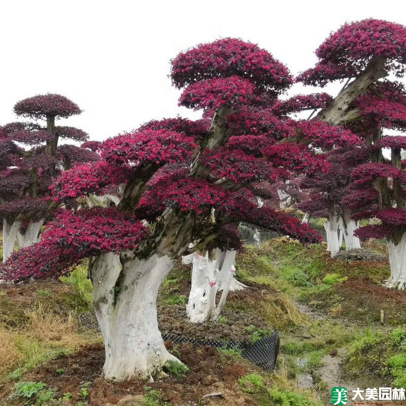 红花檵木