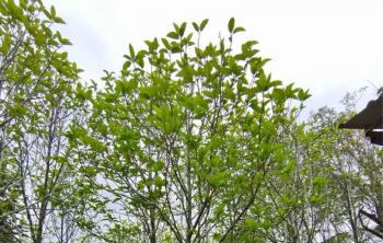 花卉苗木防病虫害正当时