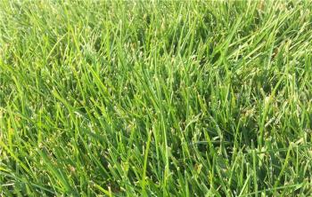 早熟禾草坪具有哪些优点？如何养护能让草坪状态更佳