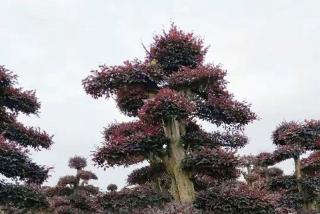浏阳花木苗木批发市场