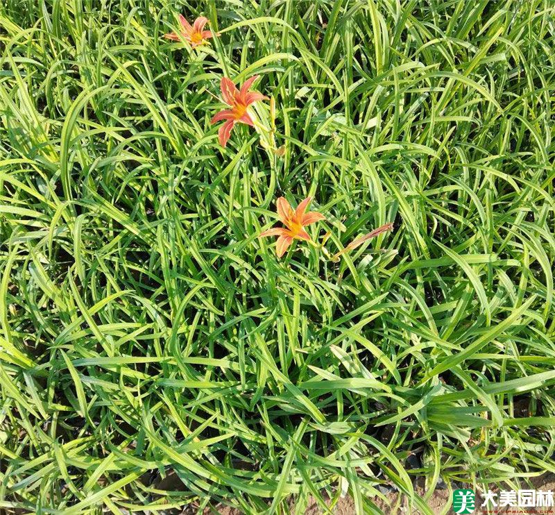 大花萱草