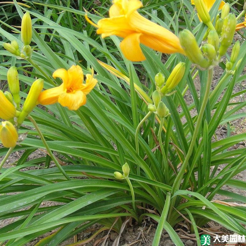 大花萱草