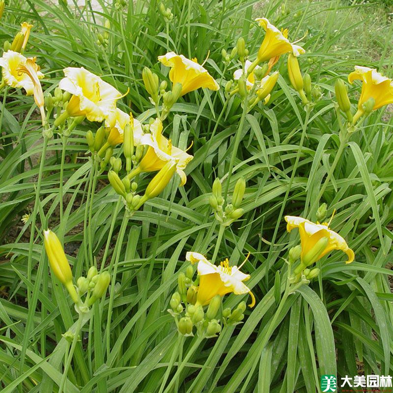 大花萱草