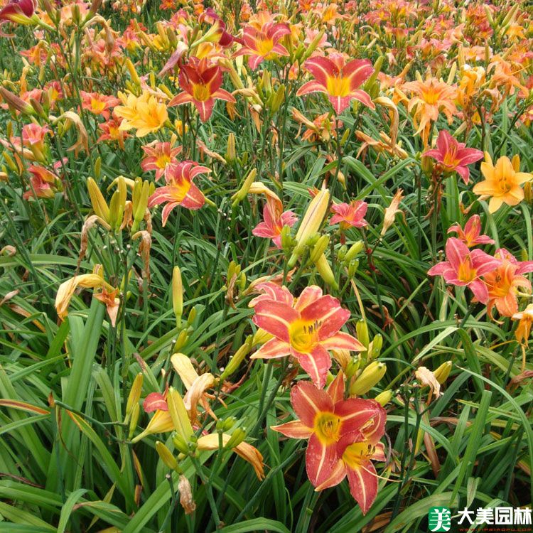 大花萱草