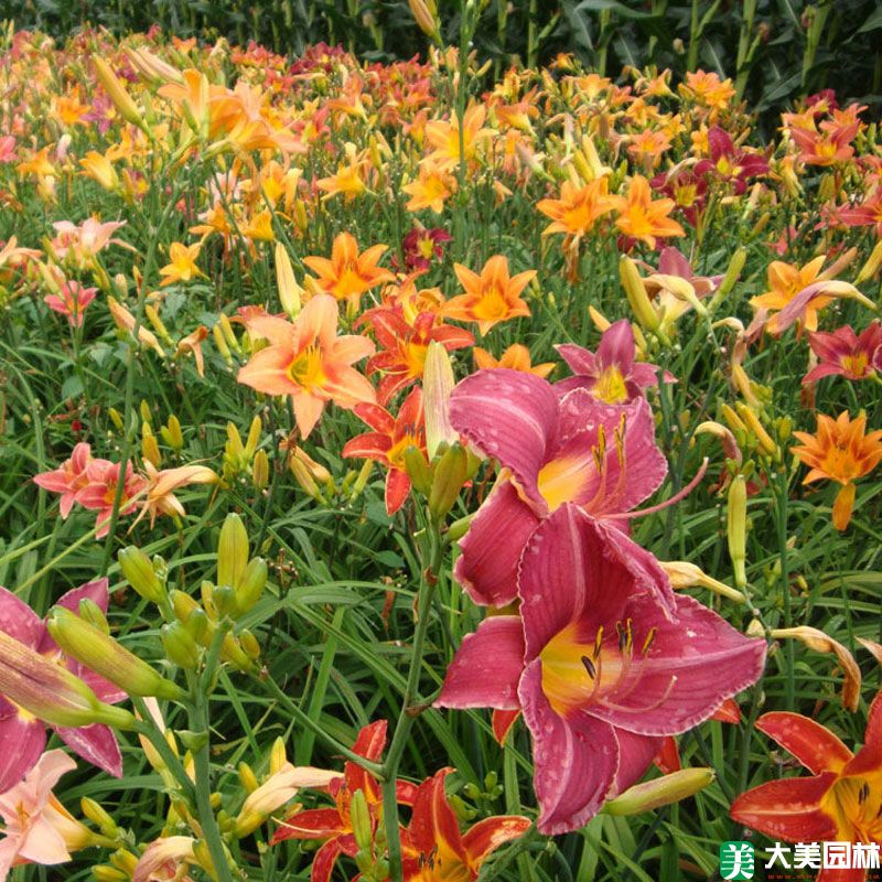 大花萱草