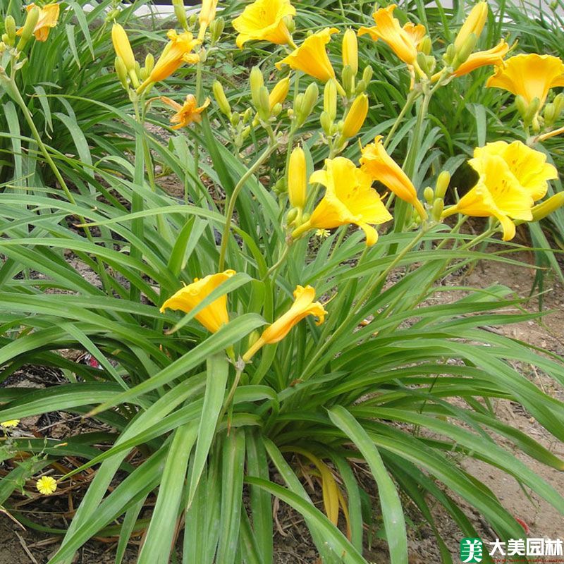 大花萱草