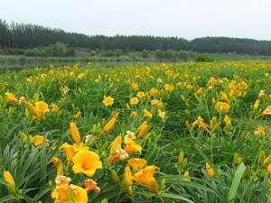 大花萱草 - 20220412105128330