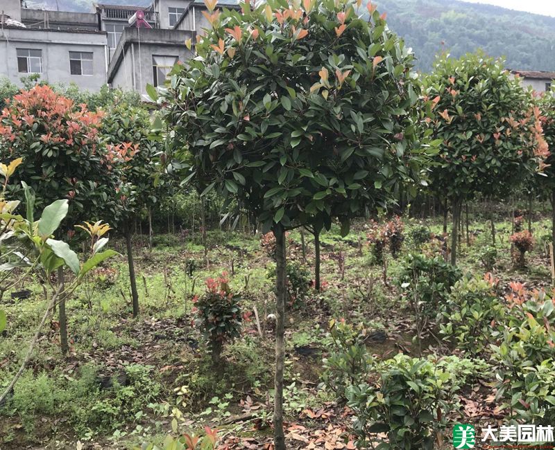 红叶石楠